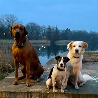 Hundetreffen-Gassi Runde-Bild