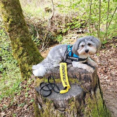 Hundetreffen-Hundebegegnungen üben-Bild