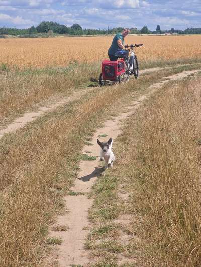 Jack Russel-Beitrag-Bild