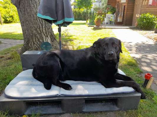 Labradorfans-Beitrag-Bild