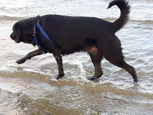 Dogorama-Monats-Challenge-Mai "Wasser"-Beitrag-Bild