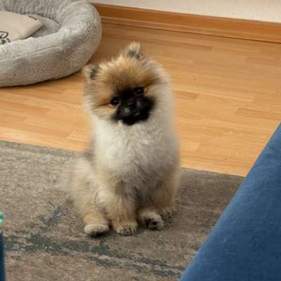 Hundetreffen-Freunde gesucht-Bild