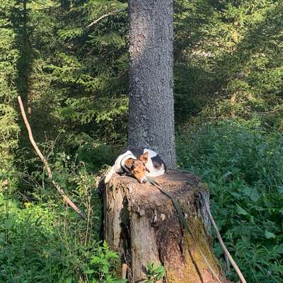 Hundetreffen-Gassirunde und Freunde zum Laufen gehen-Bild