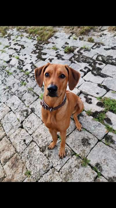 Rhodesian Ridgeback-Beitrag-Bild