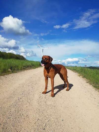 Die Dogorama Monats Challenge "Es grünt und blüht"-Beitrag-Bild