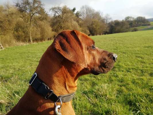 Hundetreffen-Treffen mit Tayo-Bild