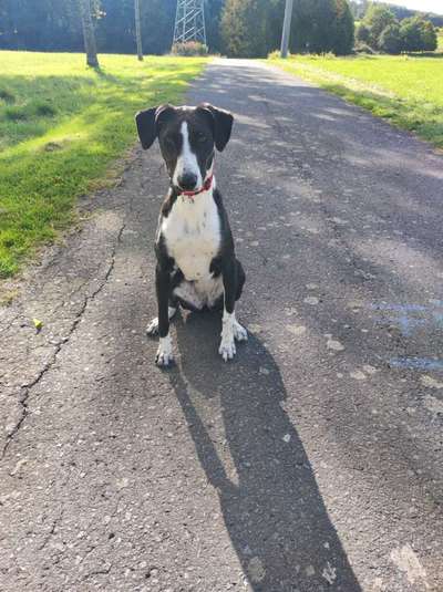 Windhunde - Treffen der besonderen Schönheiten
HERZLICH WILLKOMMEN-Beitrag-Bild