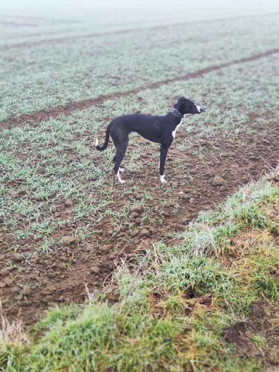 Windhunde - Treffen der besonderen Schönheiten
HERZLICH WILLKOMMEN-Beitrag-Bild