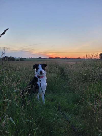 Husky Bordercollie Mischlinge-Beitrag-Bild