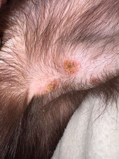 Pusteln-Beitrag-Bild