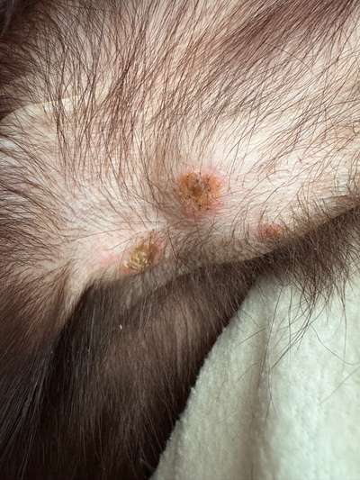 Pusteln-Beitrag-Bild