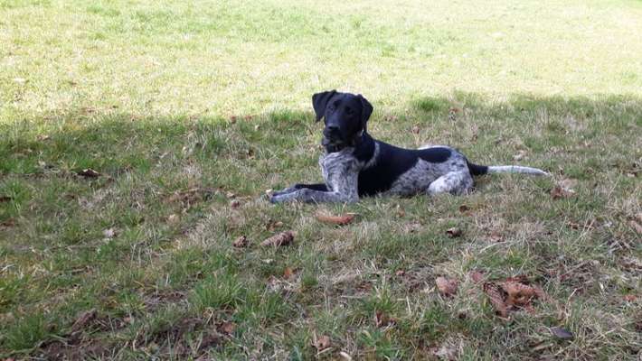 Mischlinge raten - Rätselspaß-Beitrag-Bild