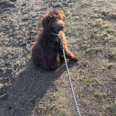 Hundetreffen-Pfotenfreunde gesucht-Bild