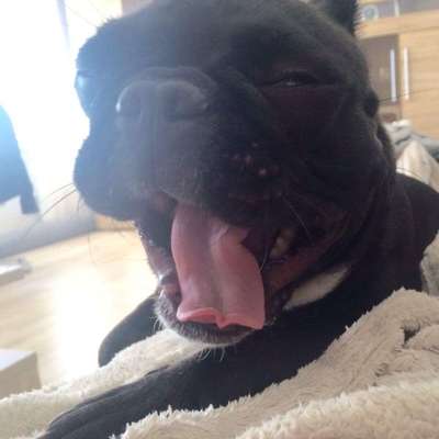 Hunde im Bett-Beitrag-Bild