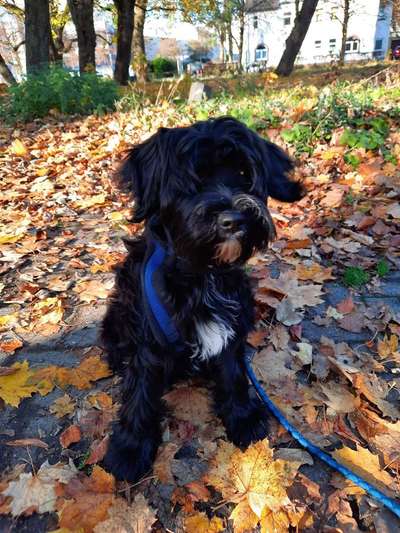 Tibet Terrier-Beitrag-Bild