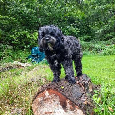 Tibet Terrier-Beitrag-Bild