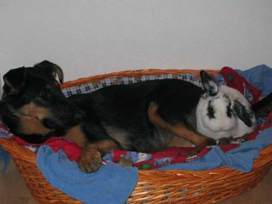 Großer Hund für die Wohnung?-Beitrag-Bild