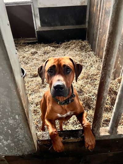 Hundetreffen-Gassi gehen und spielen-Bild