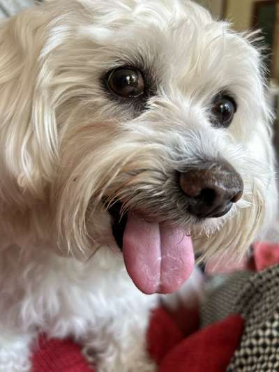 Hund abgegeben, weil Urlaub anstand? Leider kein Witz 😳-Beitrag-Bild