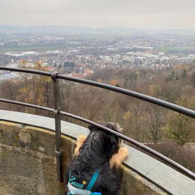 Hundetreffen-Treffen zum Spielen und Trainieren-Bild