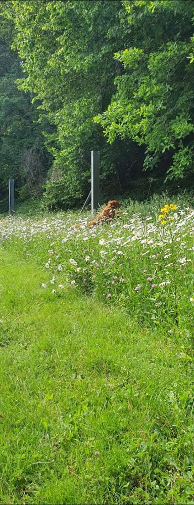 Hundeauslaufgebiet-Mautbrückner teich-Bild