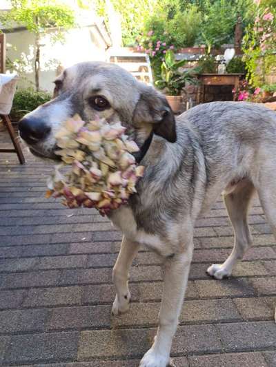 Die dunkle Seite einen Hund zu haben-Beitrag-Bild