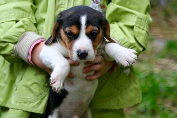 Warum hat euer Hund den Namen den er hat?-Beitrag-Bild