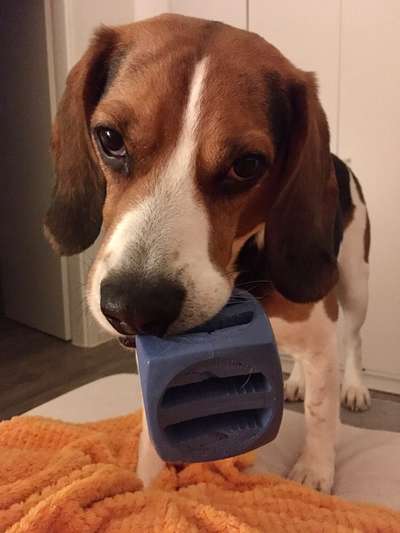 Dackel/beagle fördern-Beitrag-Bild