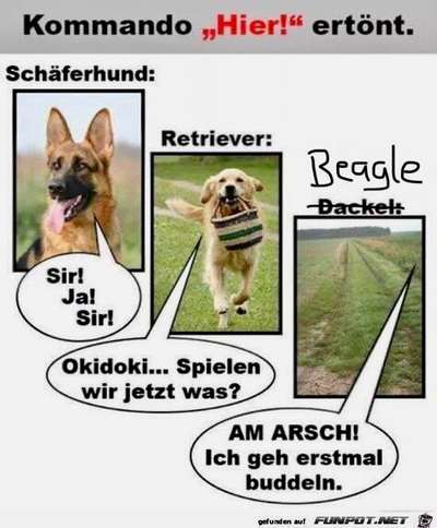 Hunde Memes-Beitrag-Bild