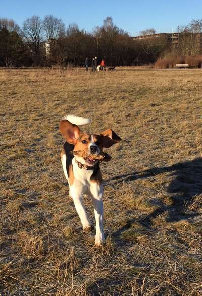 Challenge Nr. 16         Dynamik - Dein Hund in Bewegung-Beitrag-Bild