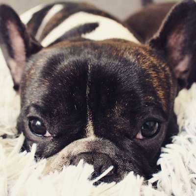 Zeigt mal die schönsten Bilder von euren Hunden !-Beitrag-Bild