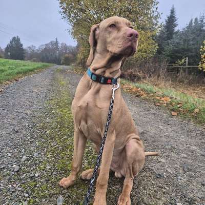 Hundetreffen-Gassi- und Spielerunde Hutewiesen-Bild