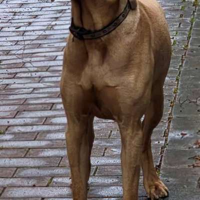 Hundetreffen-Spiele- Und Gassirunde-Bild