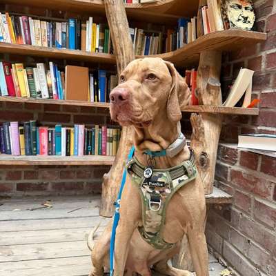 Hundetreffen-Spiele- Und Gassirunde-Bild