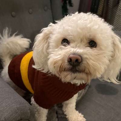 Hundetreffen-Hunde Freunde finden-Bild