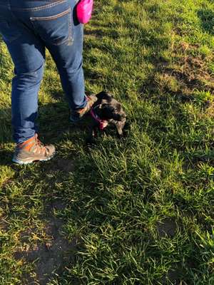 Hundetreffen-Welpen treffen am Broicher Weiher-Bild