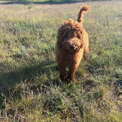 Hundetreffen-Gemeinsame Gassirunde-Bild