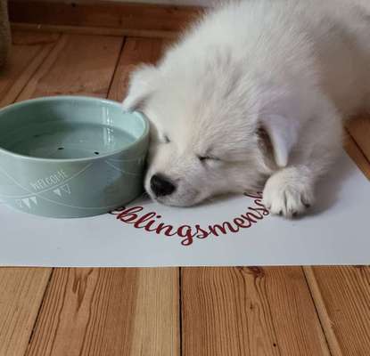 Dogorama Photo Challenge - Portrait-Beitrag-Bild