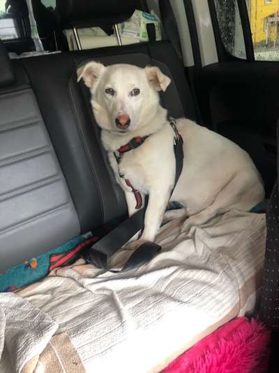 Auslandstierschutz-Beitrag-Bild