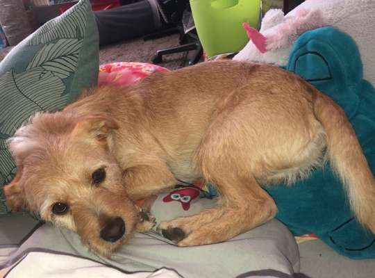 Auslandstierschutz-Beitrag-Bild