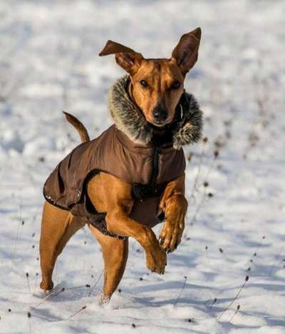 Dogorama Photo Challenge - Winterstimmung-Beitrag-Bild