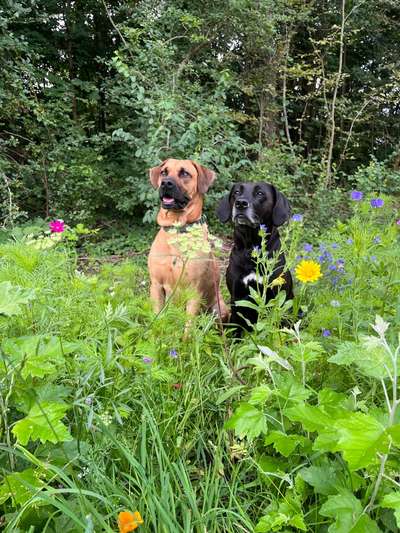 Hundetreffen-Lern Spaziergang - für uns alle-Bild