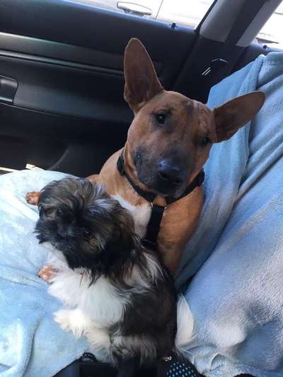 Welpen Bilder !-Beitrag-Bild