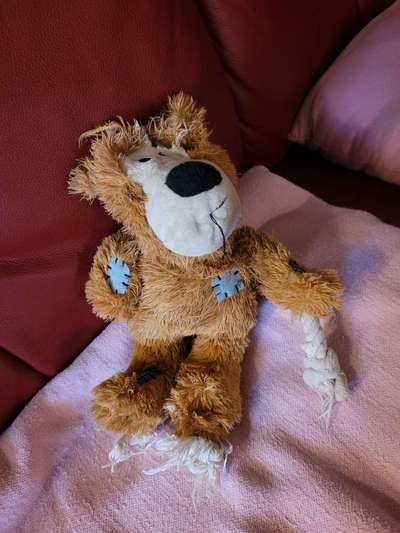 Lagotto Romagnolo Besitzer-Beitrag-Bild