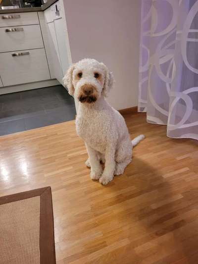 Lagotto Romagnolo Besitzer-Beitrag-Bild