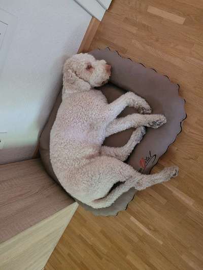 Lagotto Romagnolo Besitzer-Beitrag-Bild