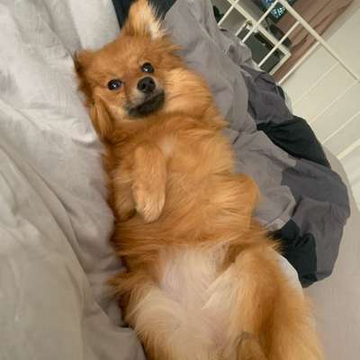 Hundetreffen-Welpentreff zum spielen