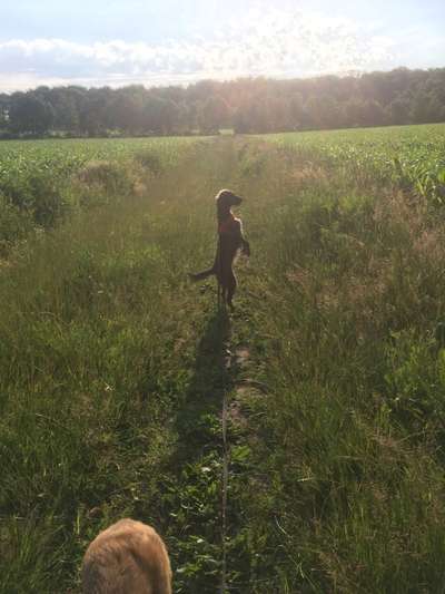 45. Handy - Foto - Challenge-Beitrag-Bild