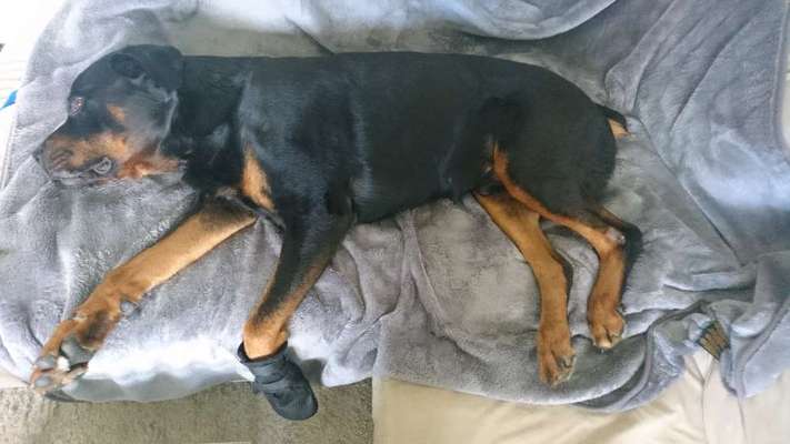 Rottweiler-Beitrag-Bild