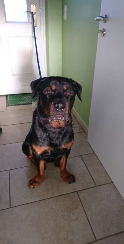 Rottweiler-Beitrag-Bild
